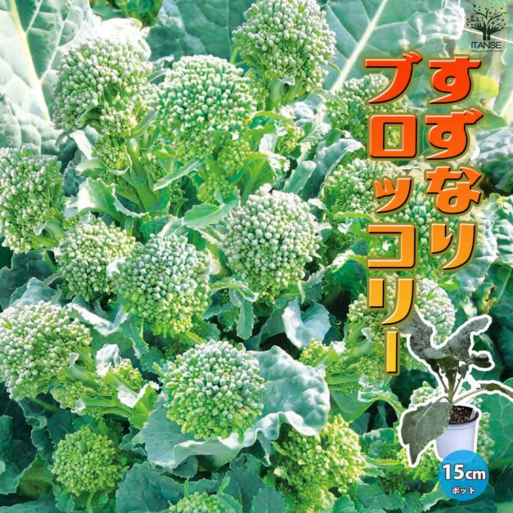 すずなりブロッコリー【野菜苗 15cmポット】