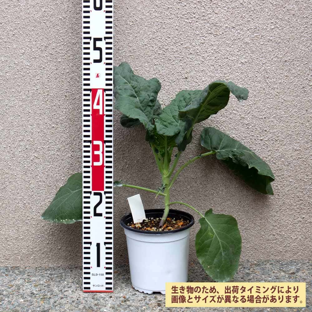すずなりブロッコリー【野菜苗 15cmポット】