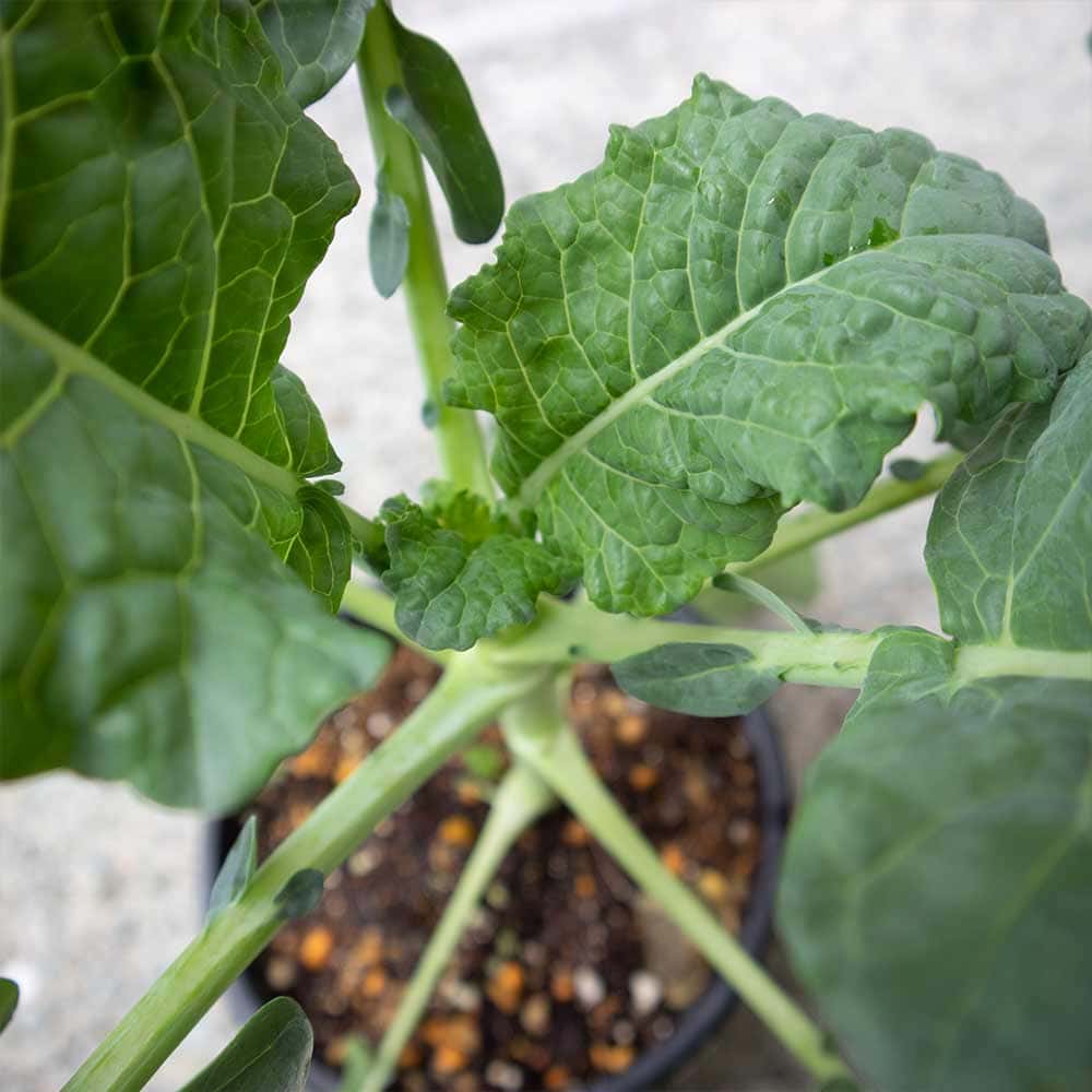 すずなりブロッコリー【野菜苗 15cmポット】