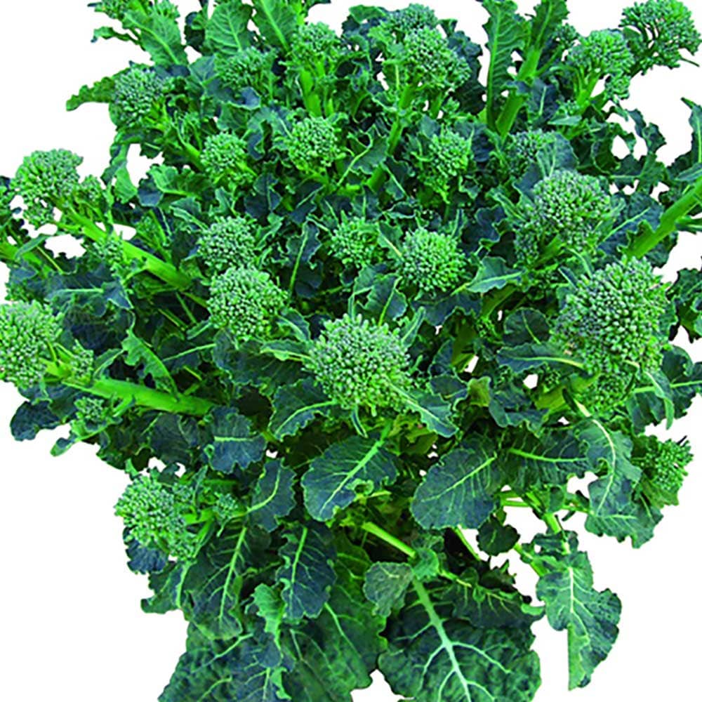 すずなりブロッコリー【野菜苗 15cmポット】