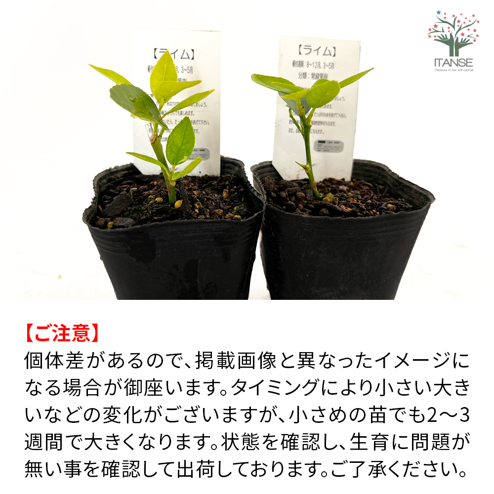 楽天市場】ライム 苗木 【タヒチライム】 3年生接木大苗 【産地