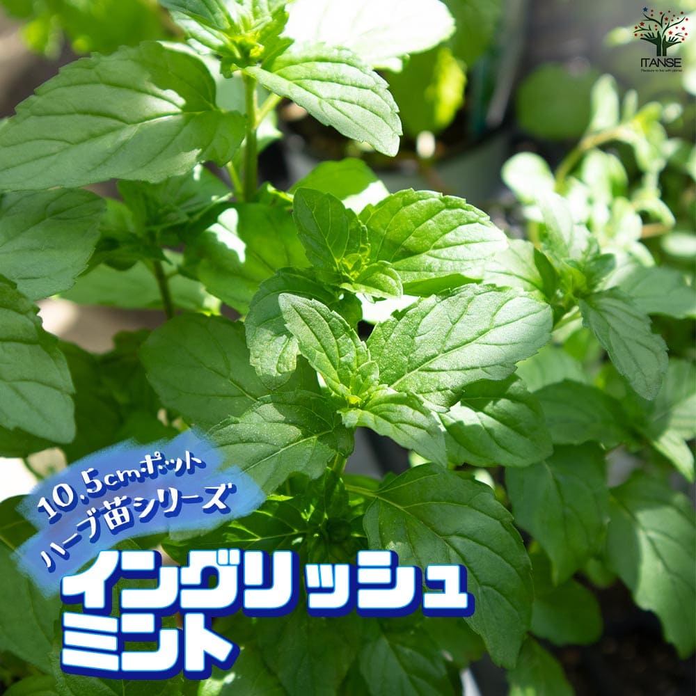 イングリッシュミント 10.5cm2個～【おうちで簡単！育てやすい10.5cmポットハーブ苗シリーズ！】