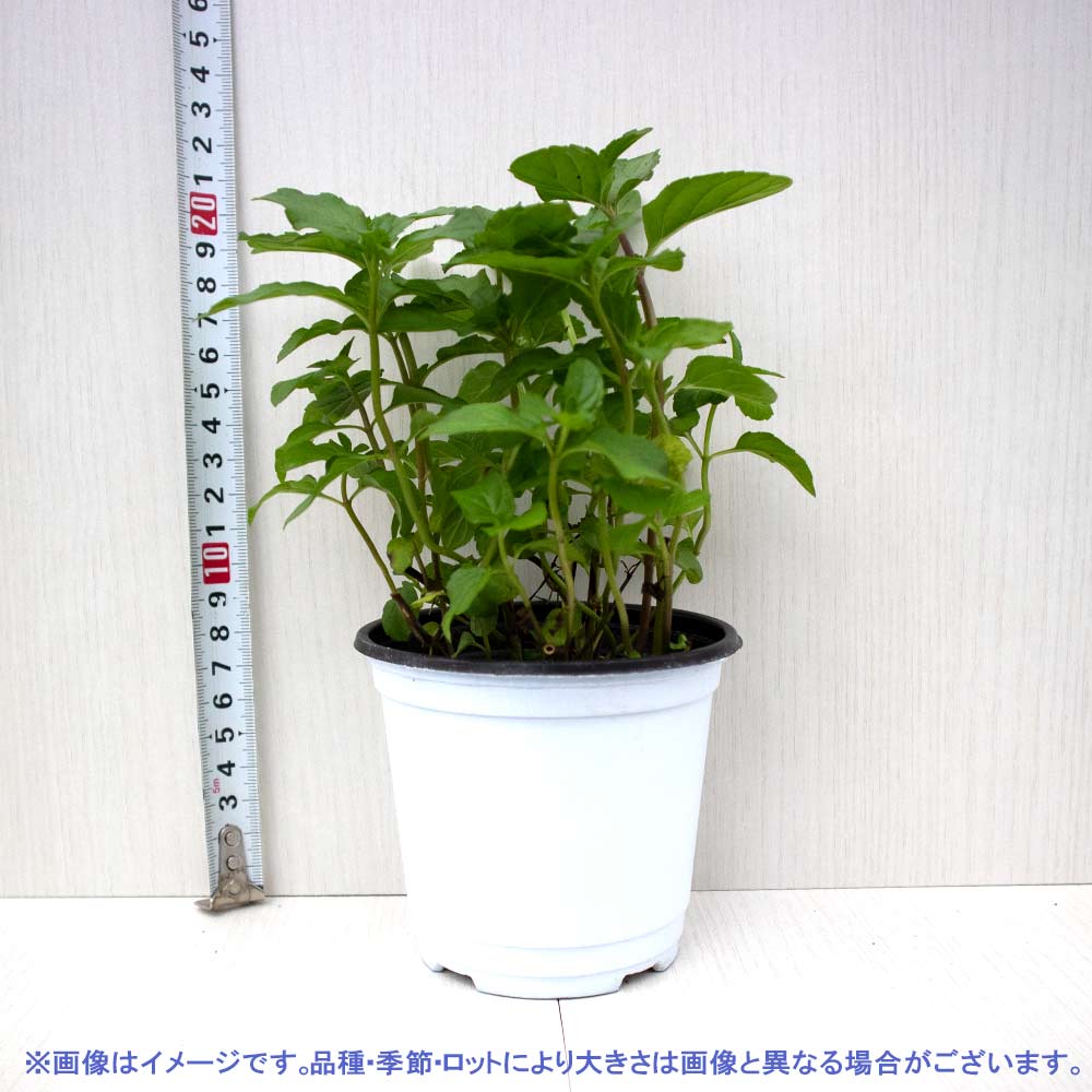 イングリッシュミント 10.5cm2個～【おうちで簡単！育てやすい10.5cmポットハーブ苗シリーズ！】