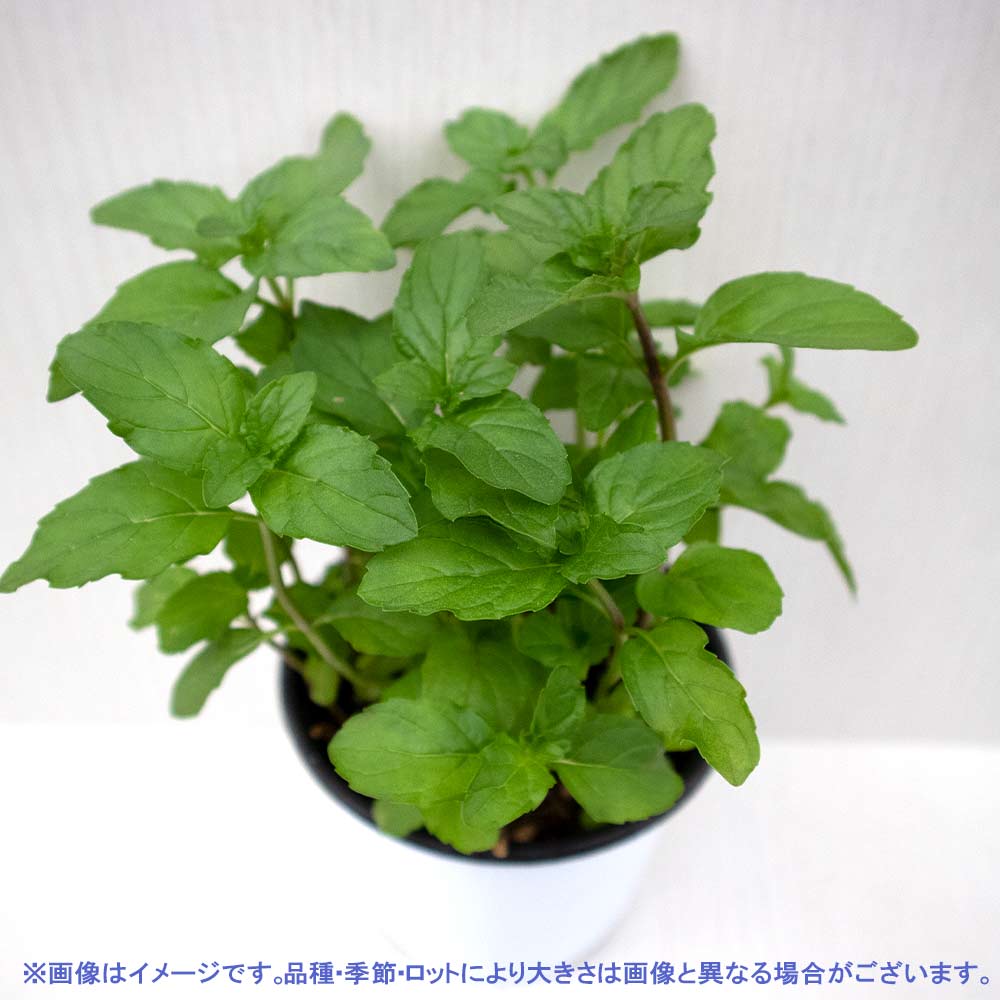 イングリッシュミント 10.5cm2個～【おうちで簡単！育てやすい10.5cmポットハーブ苗シリーズ！】