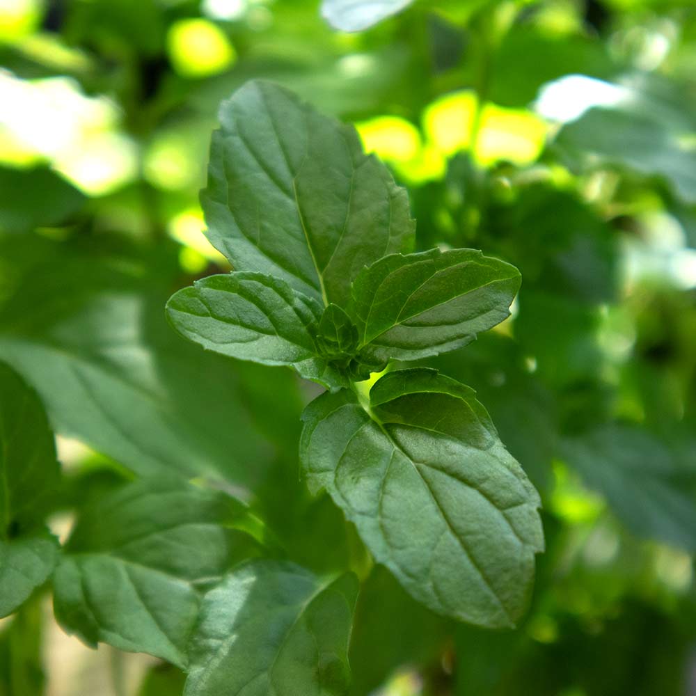 イングリッシュミント 10.5cm2個～【おうちで簡単！育てやすい10.5cmポットハーブ苗シリーズ！】