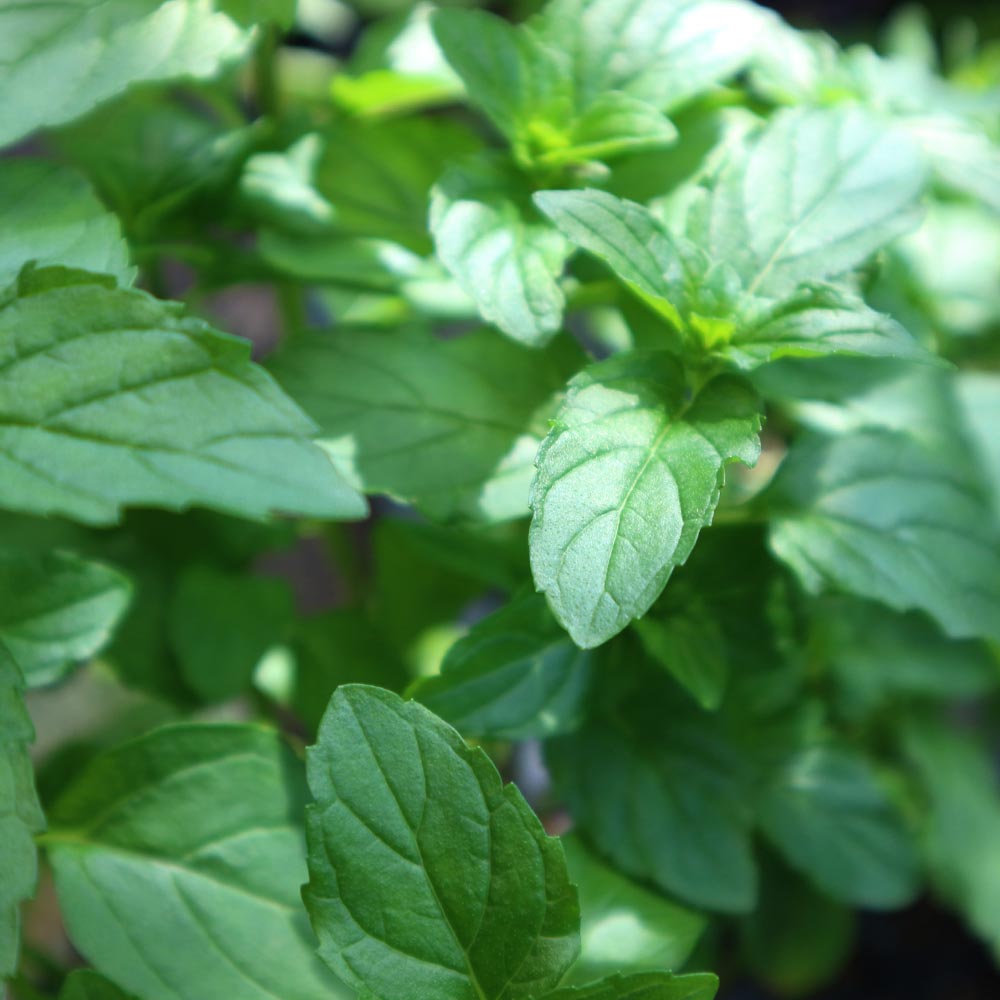 イングリッシュミント 10.5cm2個～【おうちで簡単！育てやすい10.5cmポットハーブ苗シリーズ！】