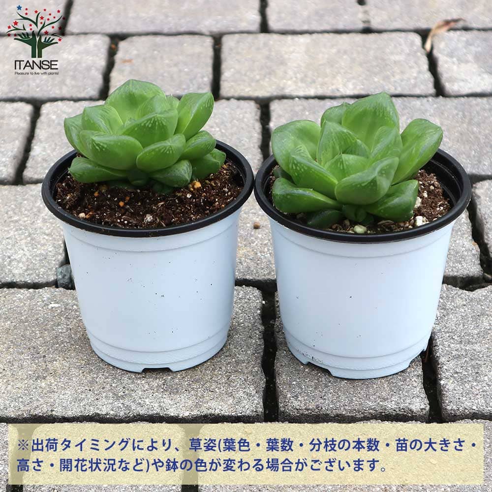 ハオルチア・シンビフォルミス【多肉植物 3.5号ポット】｜ 【植物の