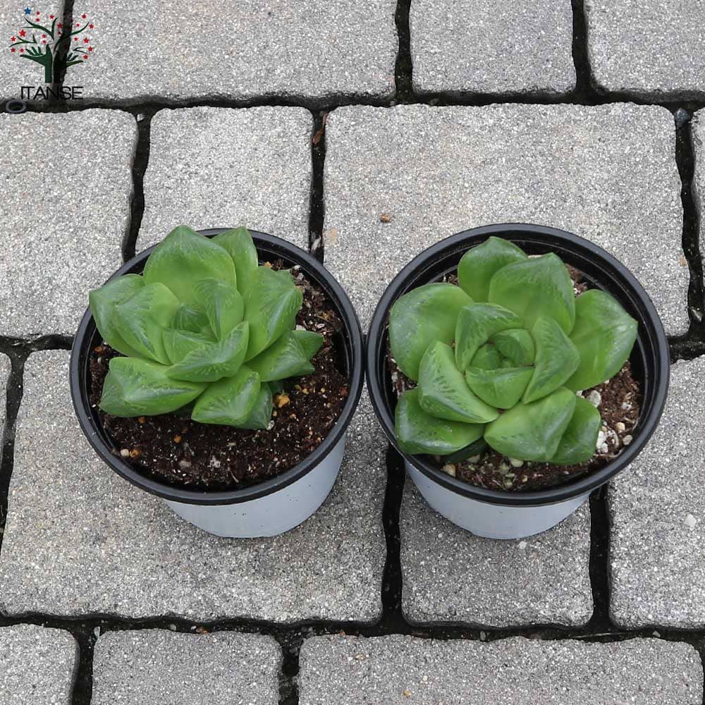 ハオルチア・シンビフォルミス【多肉植物 3.5号ポット】｜ 【植物の