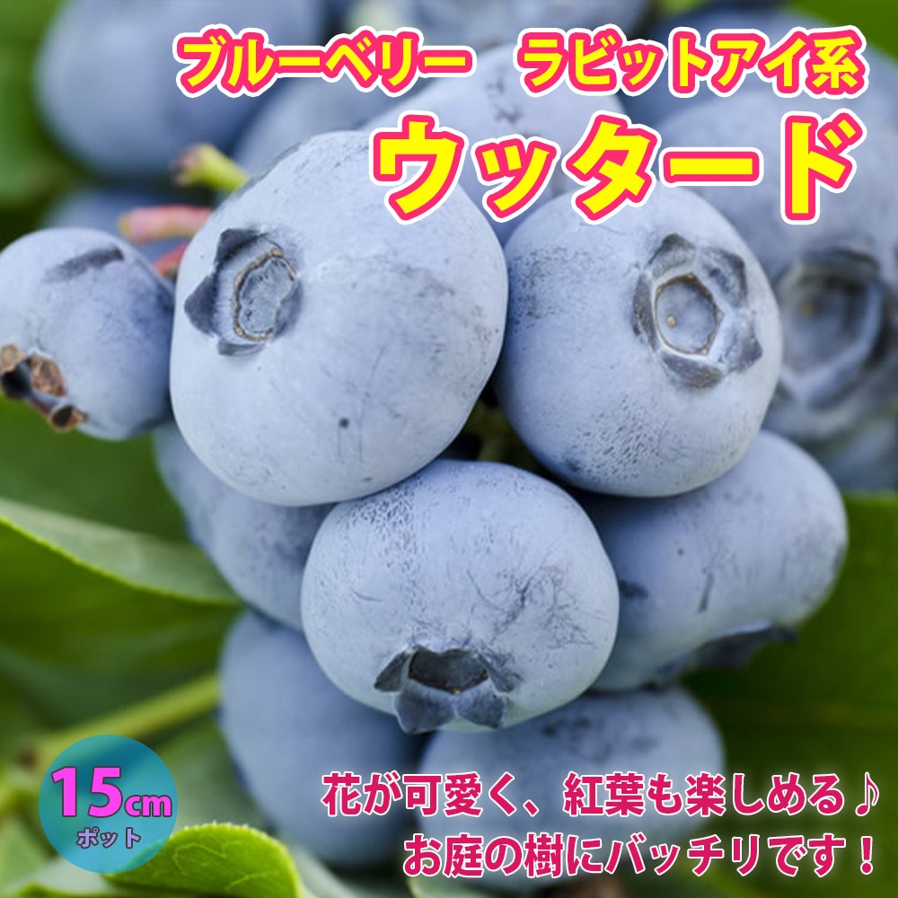 ウッタード」人気のラビットアイ系ブルーベリー苗木15cmポット(挿し木