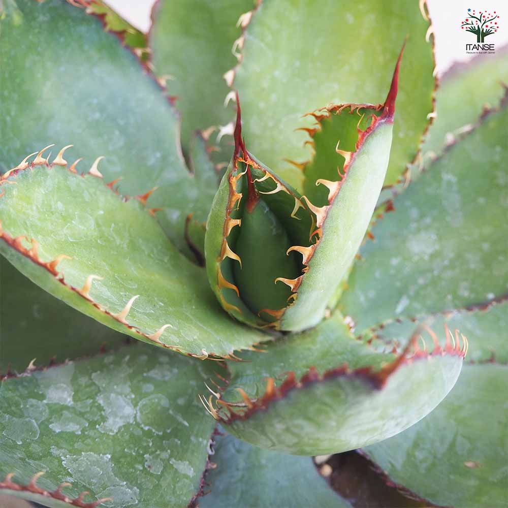 アガベ カウズホーン 【多肉植物 5号鉢／1個売り】｜ 【植物の