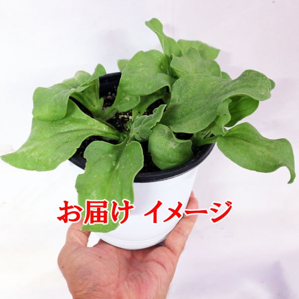 「”アイスプラントの大苗(品種=プチサラ)”サラダや料理の付け合わせに使えるプチプチとした食感が新しいアイスプラントを繰り返し収穫可能！室内・戸外栽培用大苗 肥料付き”これだけでOKシリーズ”」