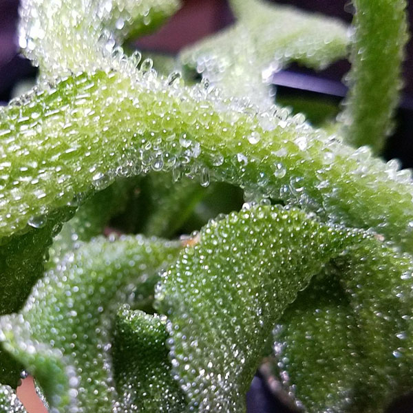 「”アイスプラントの大苗(品種=プチサラ)”サラダや料理の付け合わせに使えるプチプチとした食感が新しいアイスプラントを繰り返し収穫可能！室内・戸外栽培用大苗 肥料付き”これだけでOKシリーズ”」