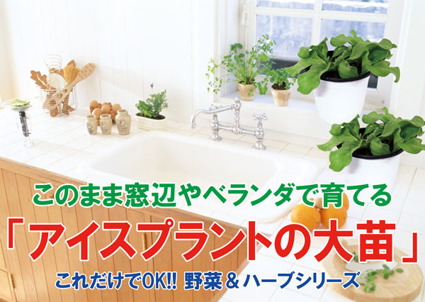 「”アイスプラントの大苗(品種=プチサラ)”サラダや料理の付け合わせに使えるプチプチとした食感が新しいアイスプラントを繰り返し収穫可能！室内・戸外栽培用大苗 肥料付き”これだけでOKシリーズ”」