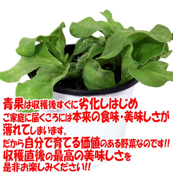 「”アイスプラントの大苗(品種=プチサラ)”サラダや料理の付け合わせに使えるプチプチとした食感が新しいアイスプラントを繰り返し収穫可能！室内・戸外栽培用大苗 肥料付き”これだけでOKシリーズ”」