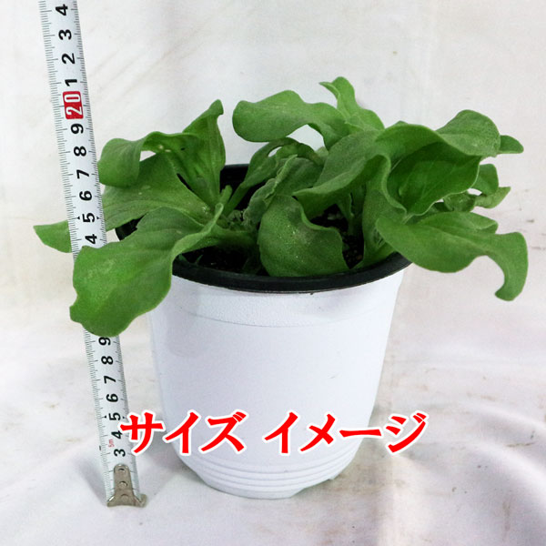 「”アイスプラントの大苗(品種=プチサラ)”サラダや料理の付け合わせに使えるプチプチとした食感が新しいアイスプラントを繰り返し収穫可能！室内・戸外栽培用大苗 肥料付き”これだけでOKシリーズ”」