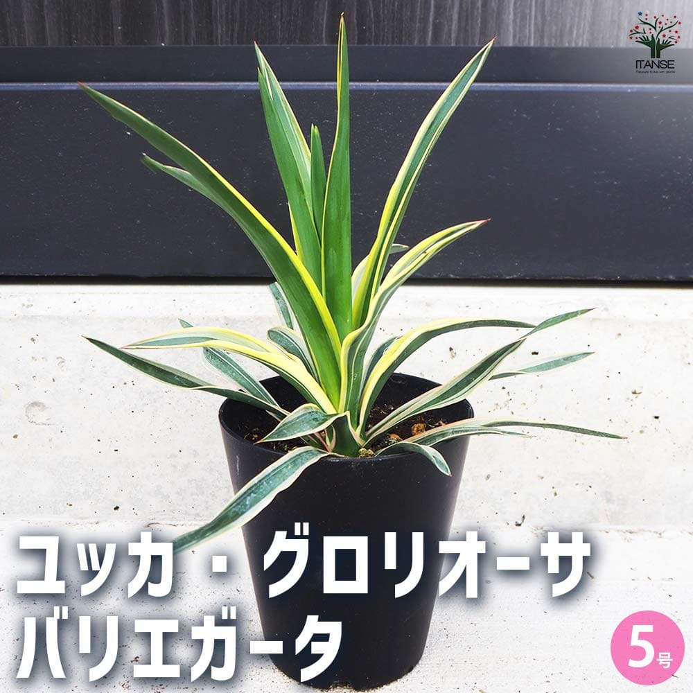 観葉植物 ユッカ・グロリオーサ バリエガータ 【観葉植物 5号鉢／1個売り】