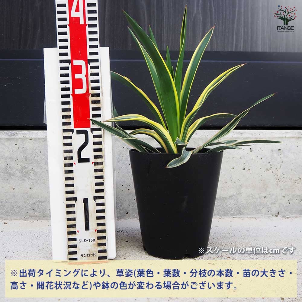 観葉植物 ユッカ・グロリオーサ バリエガータ 【観葉植物 5号鉢／1個売り】