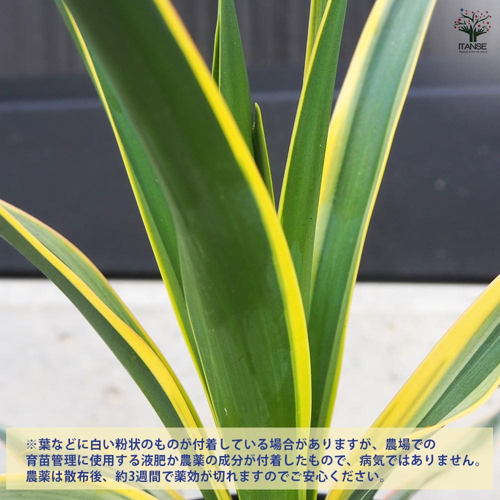 観葉植物 ユッカ・グロリオーサ バリエガータ 【観葉植物 5号鉢／1個売り】