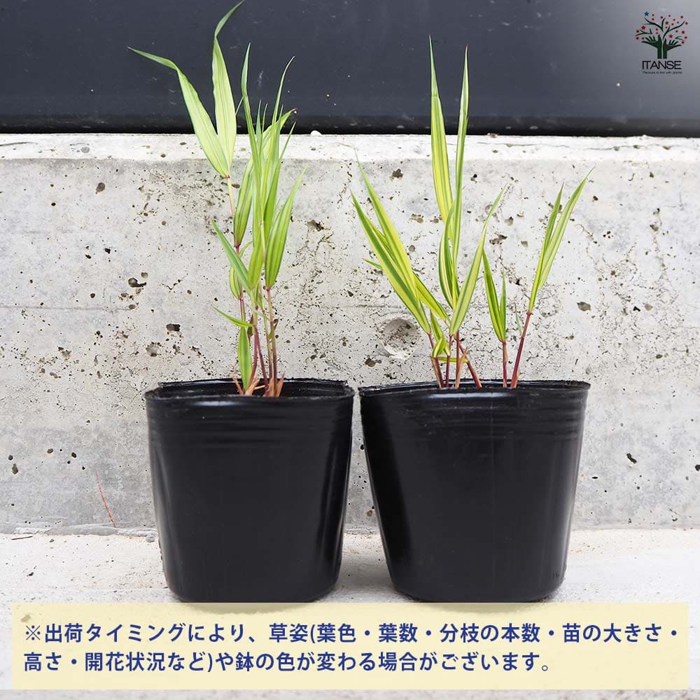 風知草(フウチソウ) 斑入 小 【花苗 3号ポット】｜ 【植物の