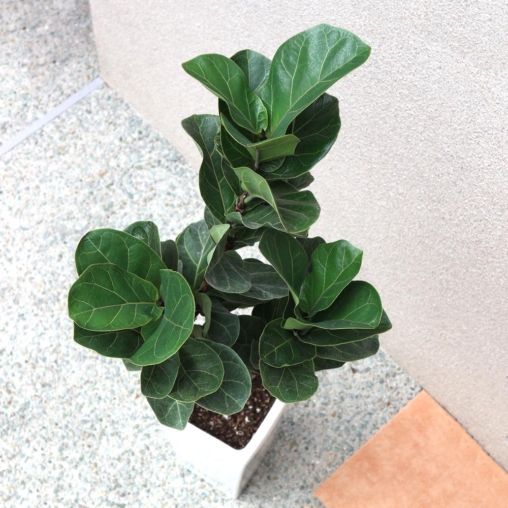 カシワバゴム(フィカス・リラータ) ゴムの木の仲間【中型 観葉植物 7号