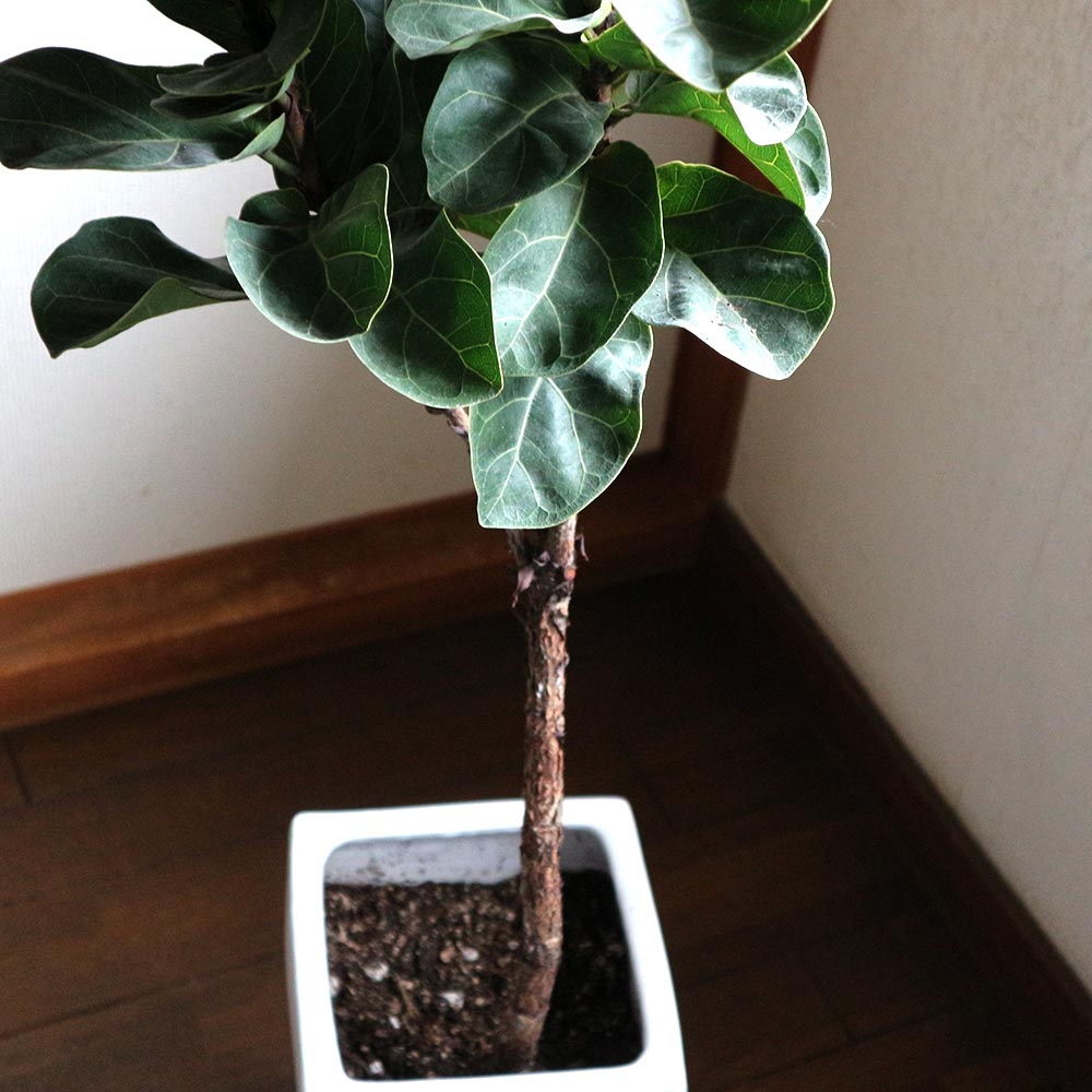 カシワバゴム(フィカス・リラータ) ゴムの木の仲間【中型 観葉植物 7号