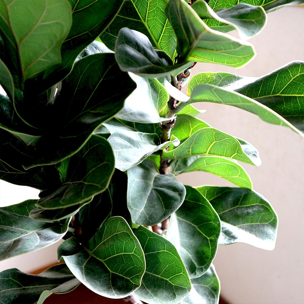 カシワバゴム(フィカス・リラータ) ゴムの木の仲間【中型 観葉植物 7号