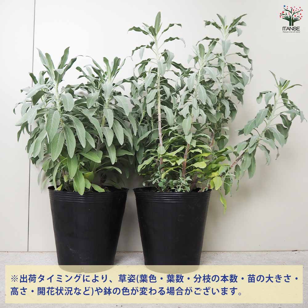 観葉植物 羽状葉 約120cm 白ポット 観葉植物 羽状葉 約120cm 白ポット