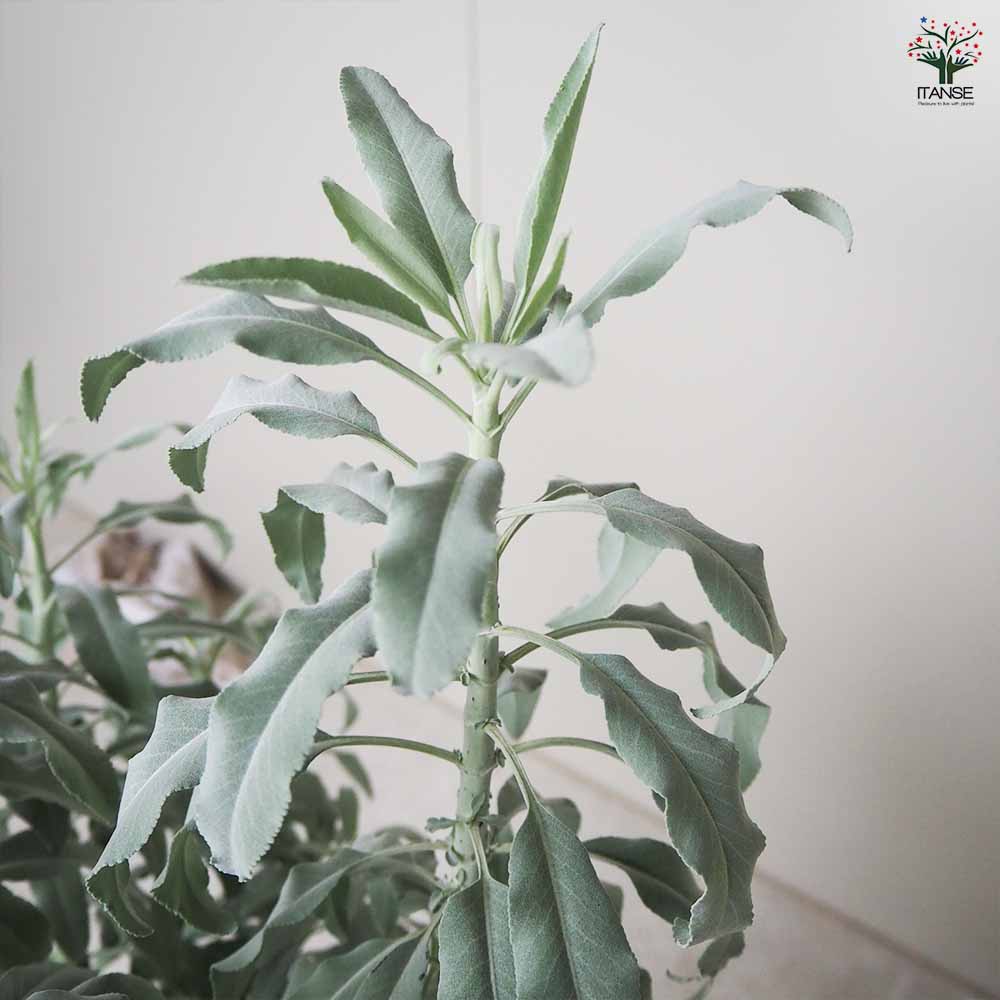 ホワイトセージ 【ハーブの苗 7号ポット／1個売り】｜ 【植物の