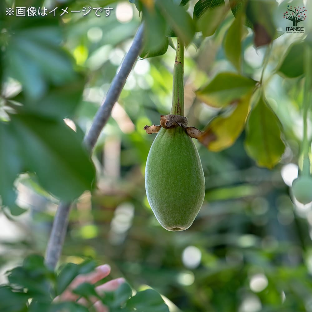 バオバブ セネガル産 Mサイズ 【観葉植物 Mサイズポット／1個