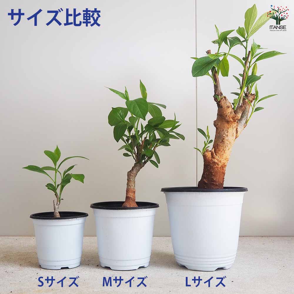 バオバブ セネガル産 Mサイズ 【観葉植物 Mサイズポット／1個売り