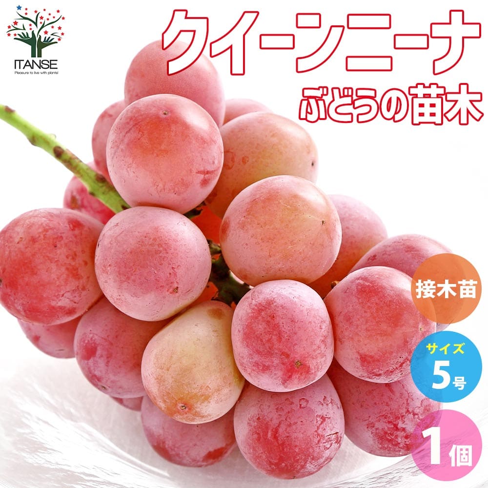 ぶどうの苗 クイーンニーナ接木 【果樹の苗木 5号ポット／1個売り】