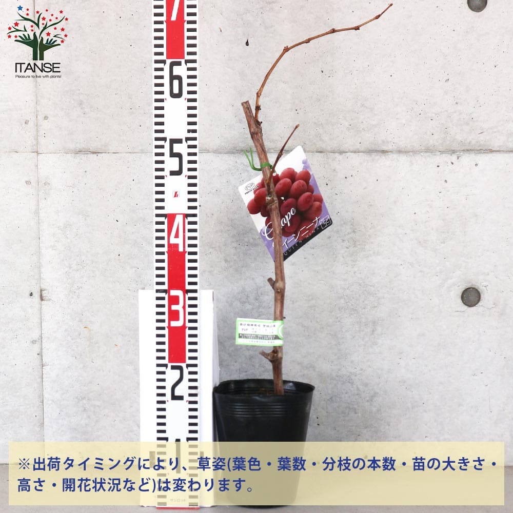 ぶどうの苗 クイーンニーナ接木 【果樹の苗木 5号ポット／1個売り】