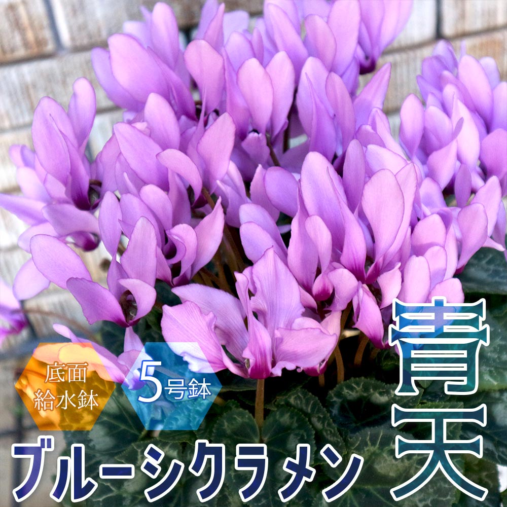 ブルーシクラメン 青天