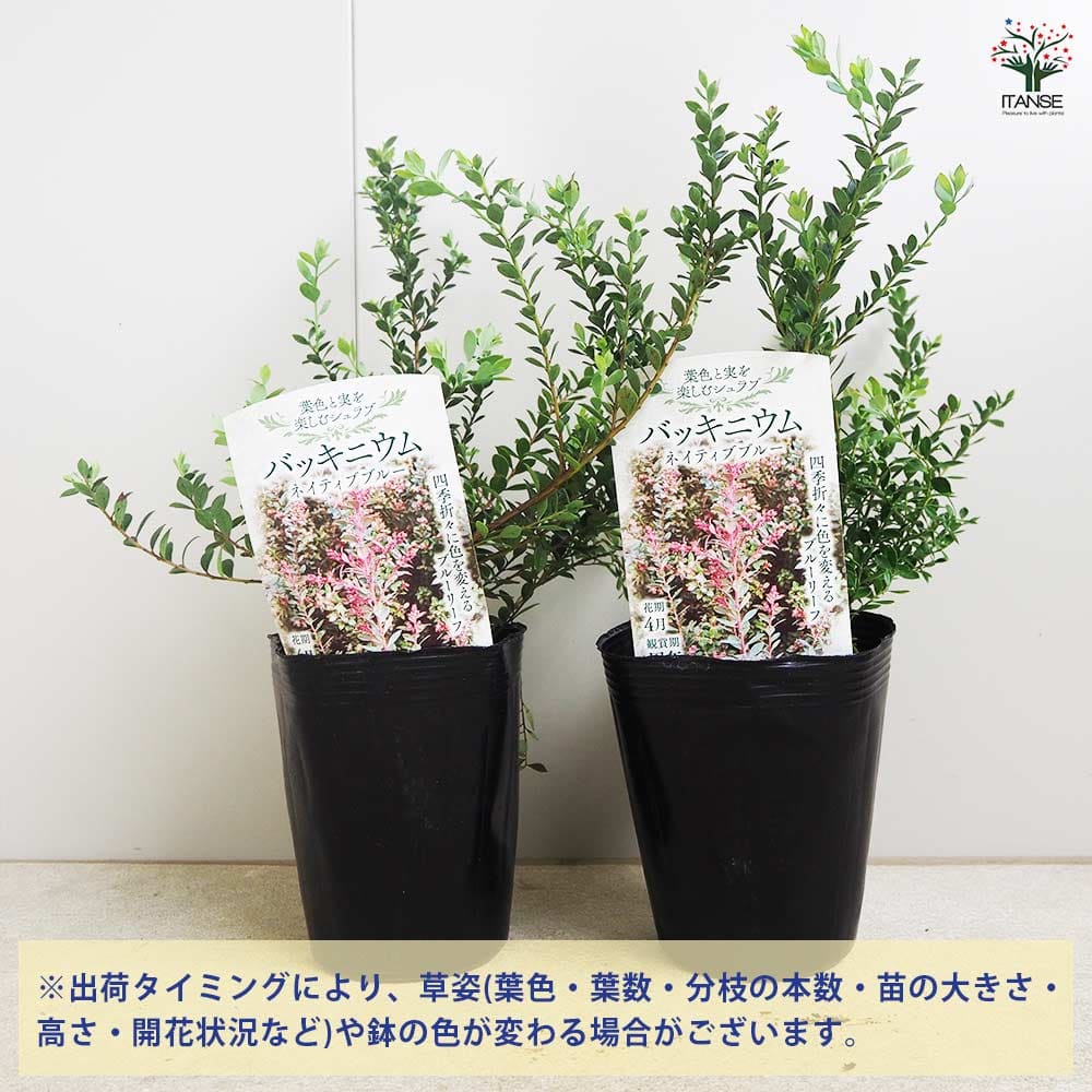 バッキニウム ネイティブブルー 【花木苗 4.5号／1個売り】｜ 【植物の