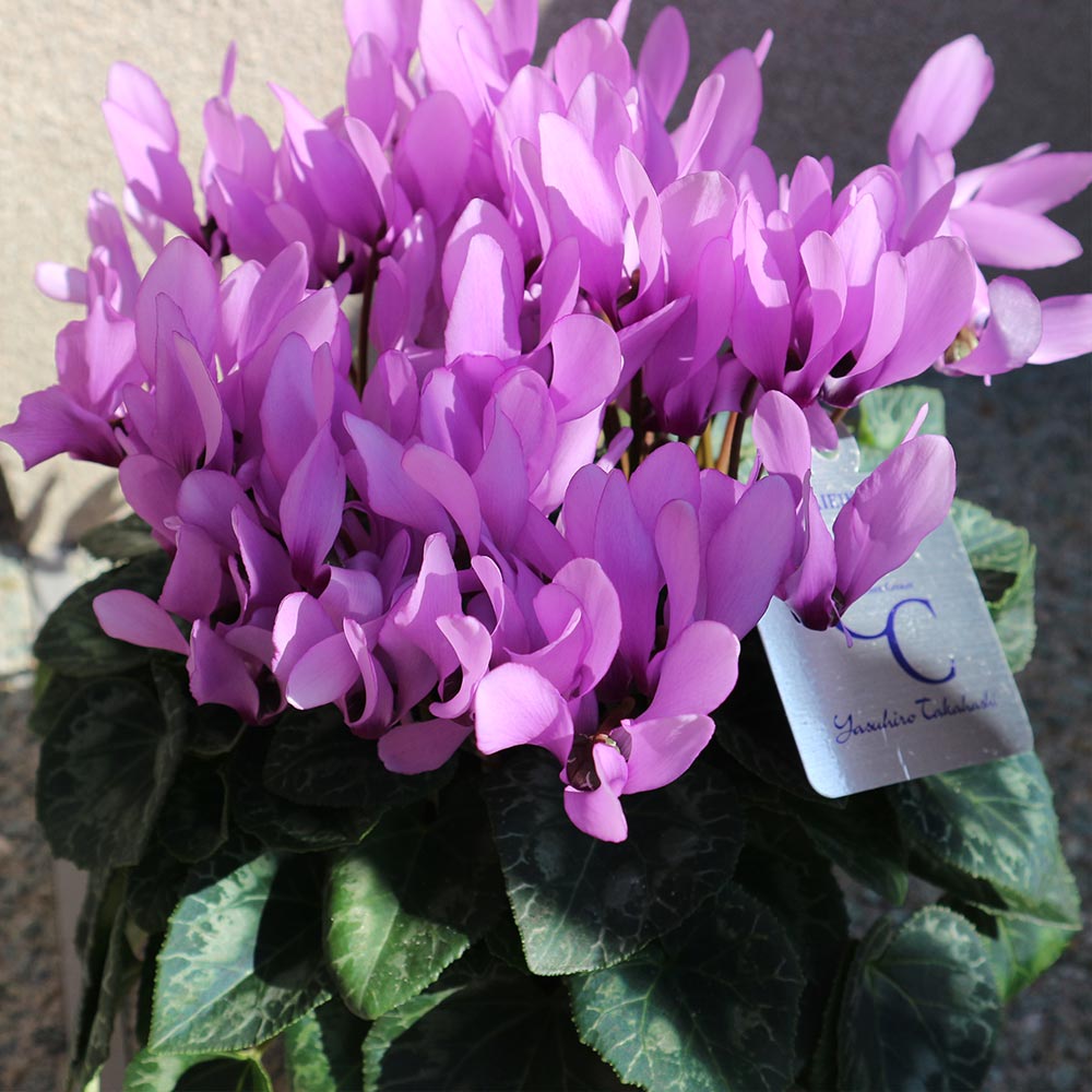 鉢花 BlueMN 青色（ブルー）の鉢植えのお花 | 鉢植えのお花ならHitoHana（ひとはな）