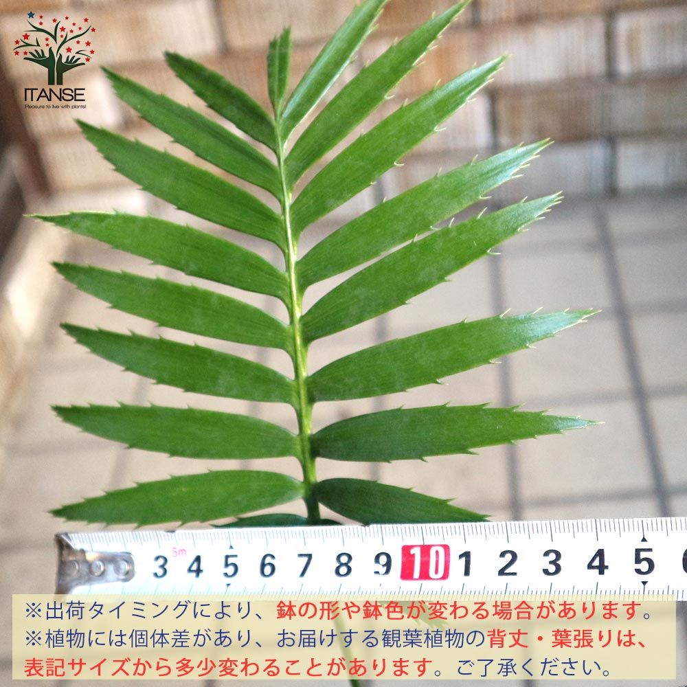 ソテツ・ディオーン・スピヌロスム 観葉植物【観葉植物 9cm鉢 実生苗