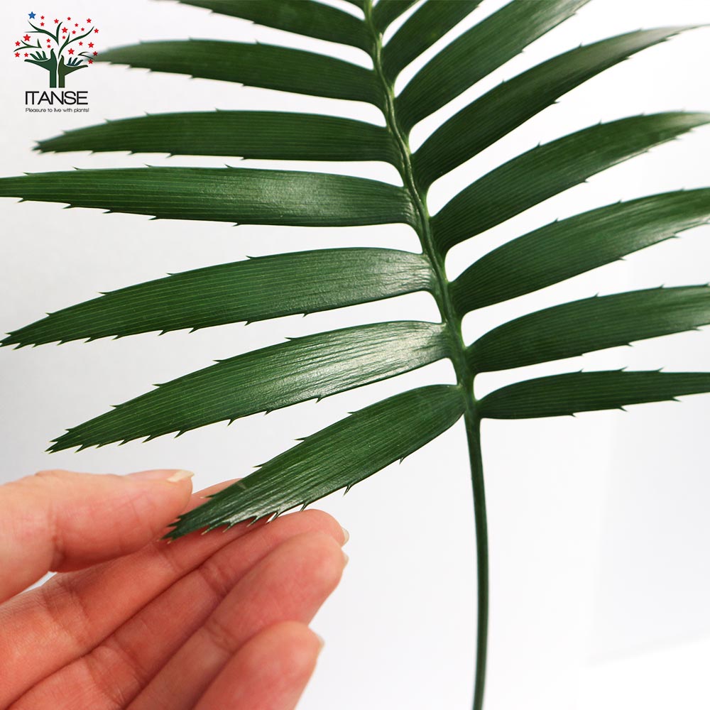 ソテツ・ディオーン・スピヌロスム 観葉植物【観葉植物 9cm鉢 実生苗