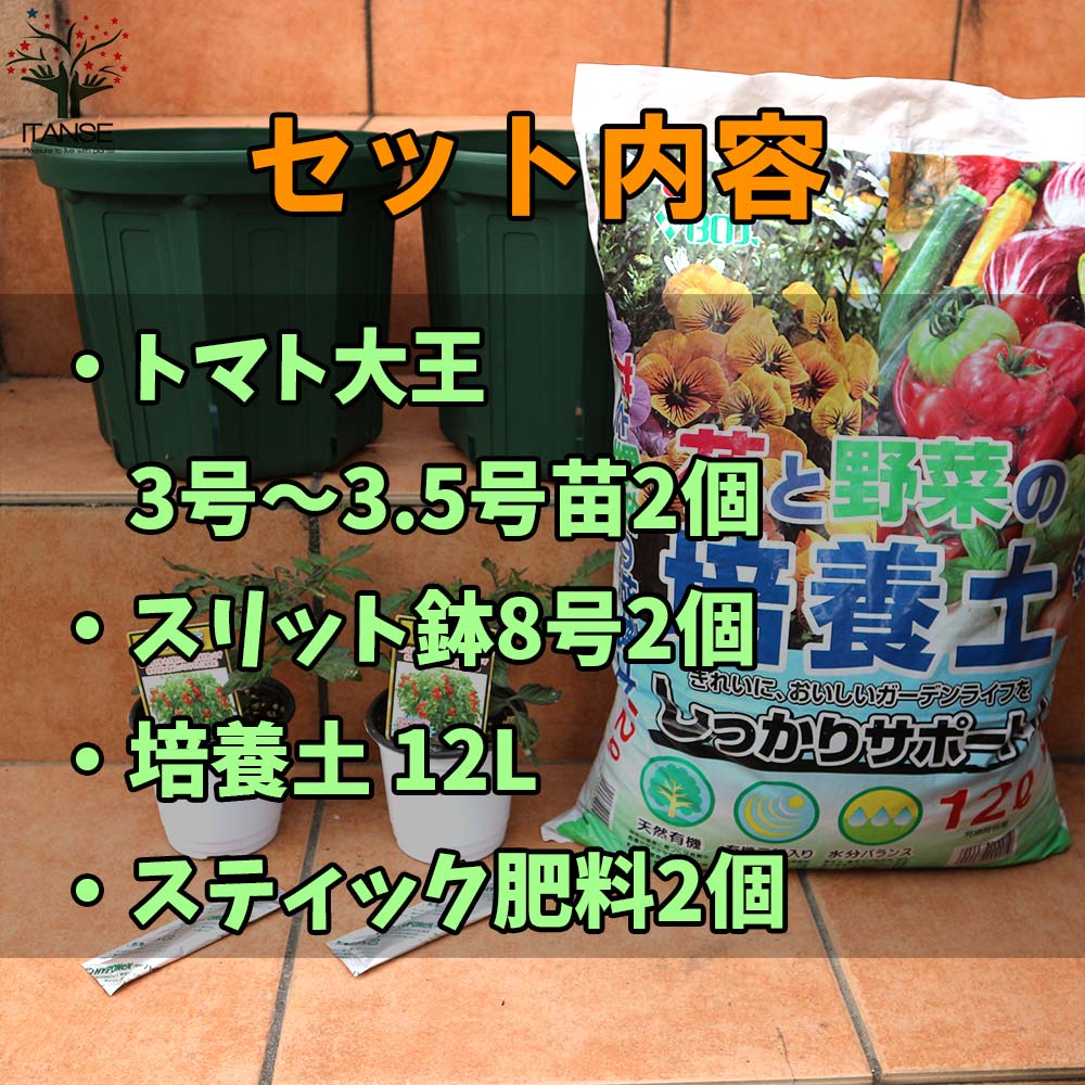 栽培セット トマト大王2個【野菜の苗 9cm～10.5cmポット苗／お買い得2個セット】