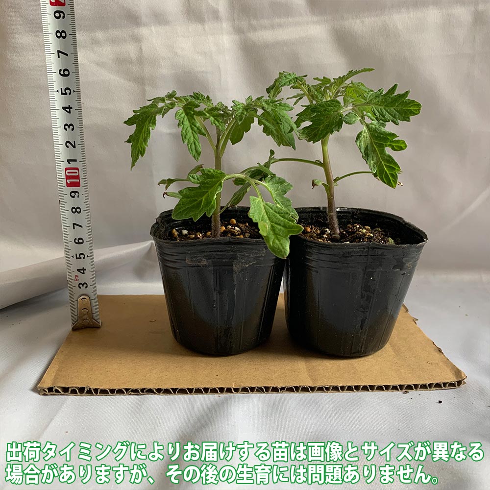栽培セット トマト大王2個【野菜の苗 9cm～10.5cmポット苗／お買い得2個セット】