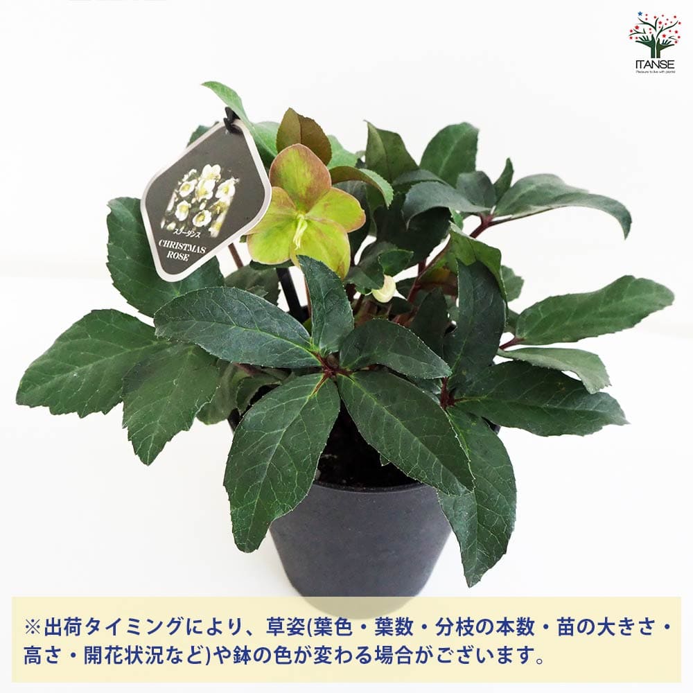 クリスマスローズ スノーダンス 【花苗 5号鉢／1個売り】｜ 【植物の