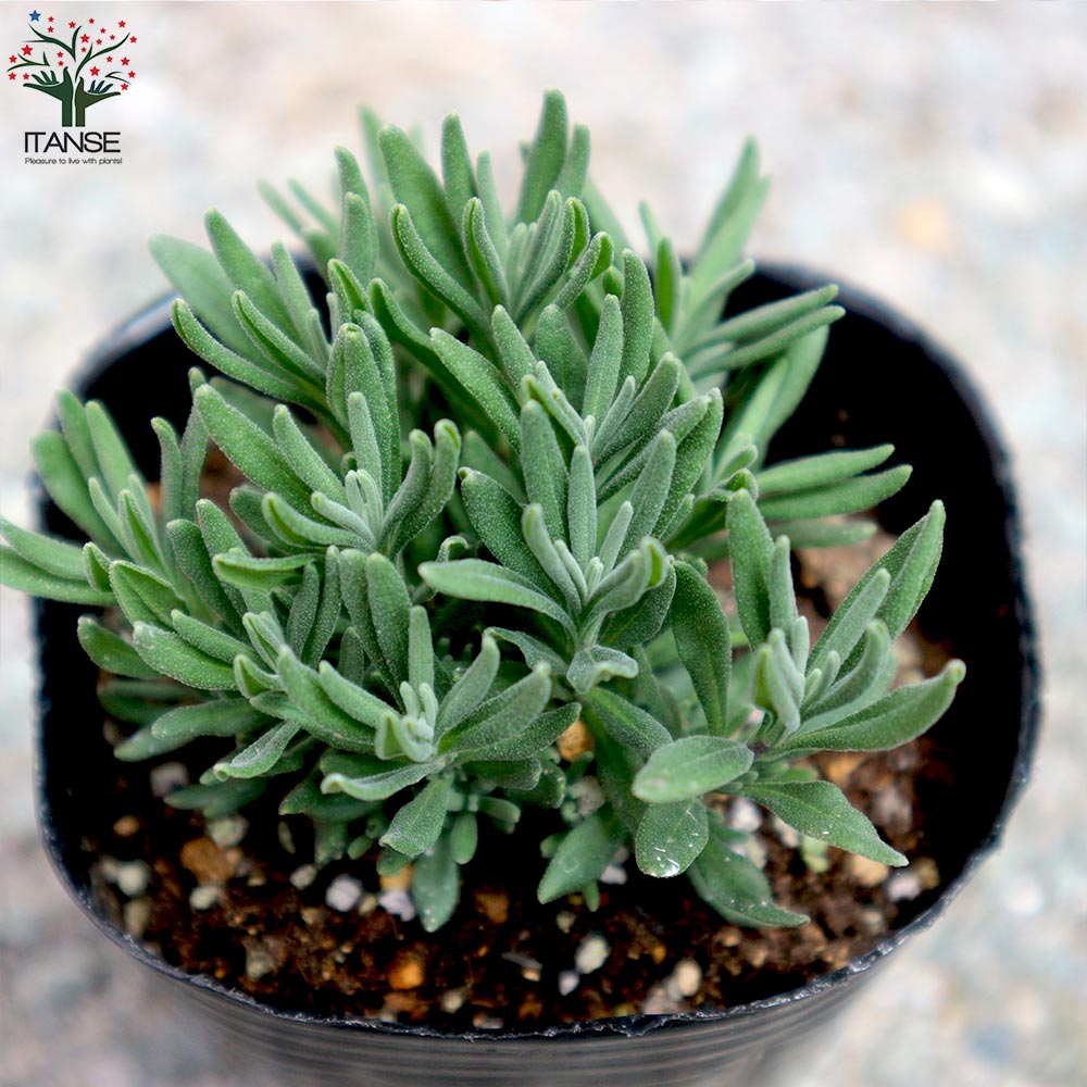 観葉植物 ハーブ苗 ラベンダー ラバンジン
