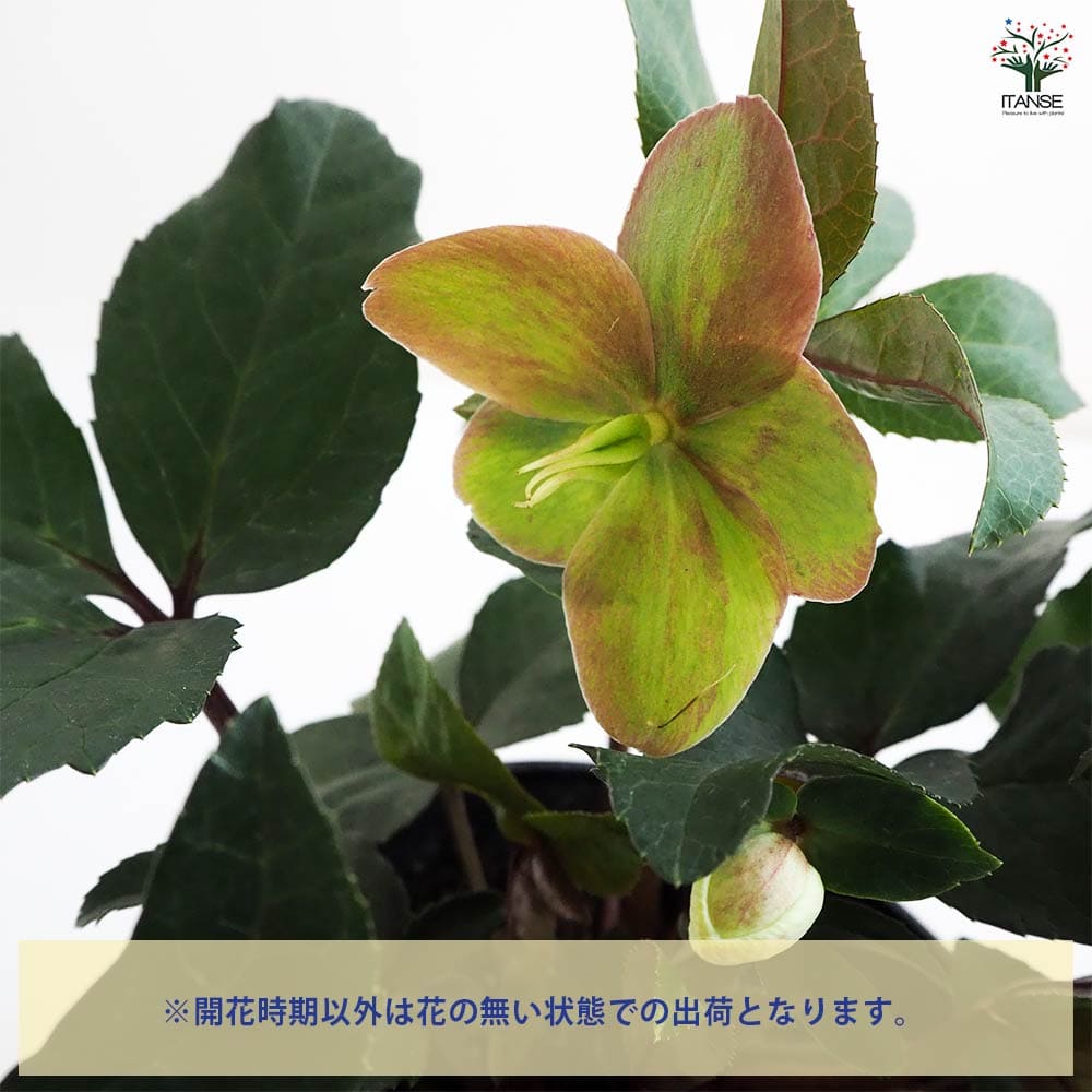 クリスマスローズ スノーダンス 【花苗 5号鉢／1個売り】｜ 【植物の