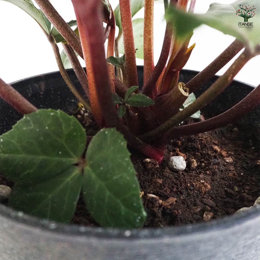 クリスマスローズ スノーダンス 【花苗 5号鉢／1個売り】｜ 【植物の
