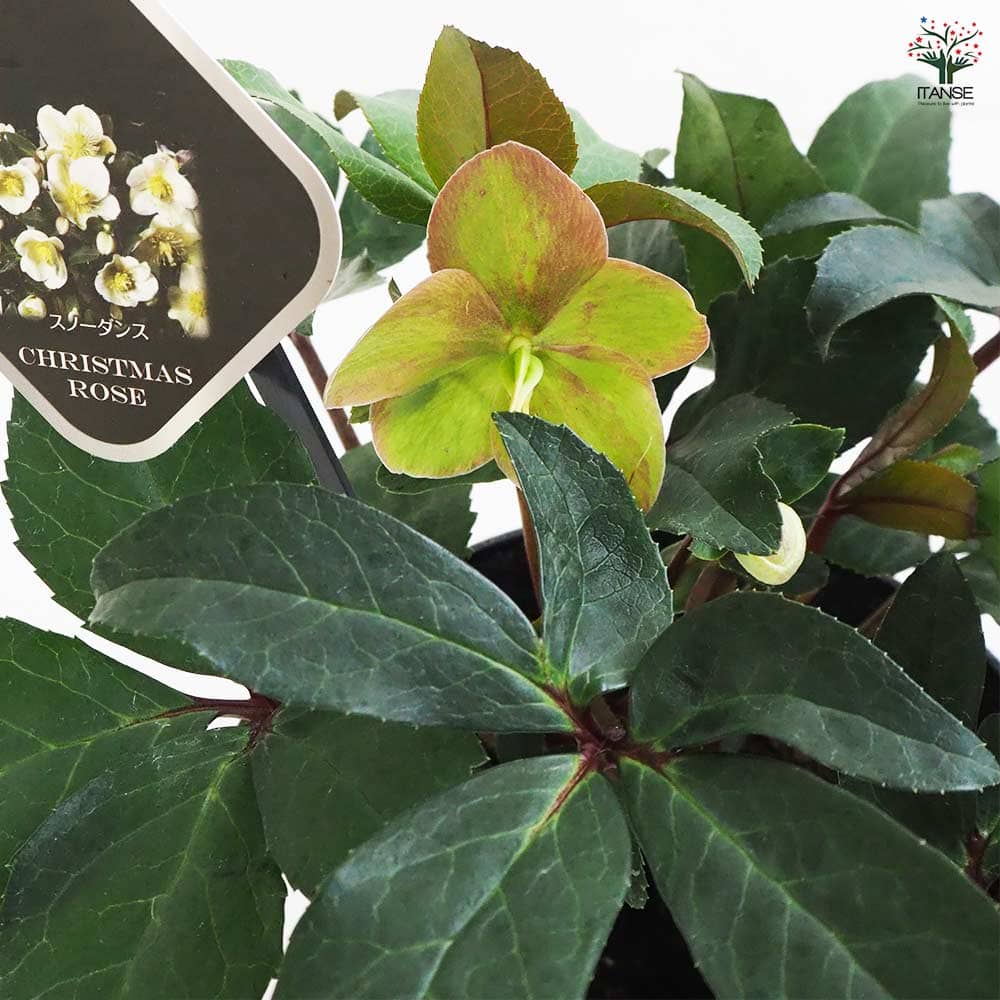 クリスマスローズ スノーダンス 【花苗 5号鉢／1個売り】｜ 【植物の