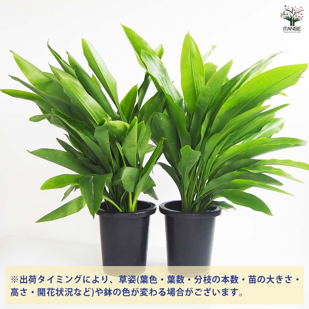 観葉植物 オルキダンタ マキシラリオイデス 【観葉植物 8号/1個売り 観葉植物 オルキダンタ マキシラリオイデス 【観葉植物 8号/1個売り