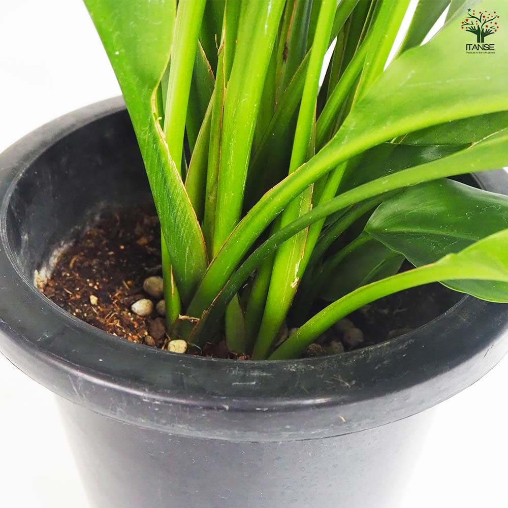 観葉植物 オルキダンタ マキシラリオイデス 【観葉植物 8号／1個売り