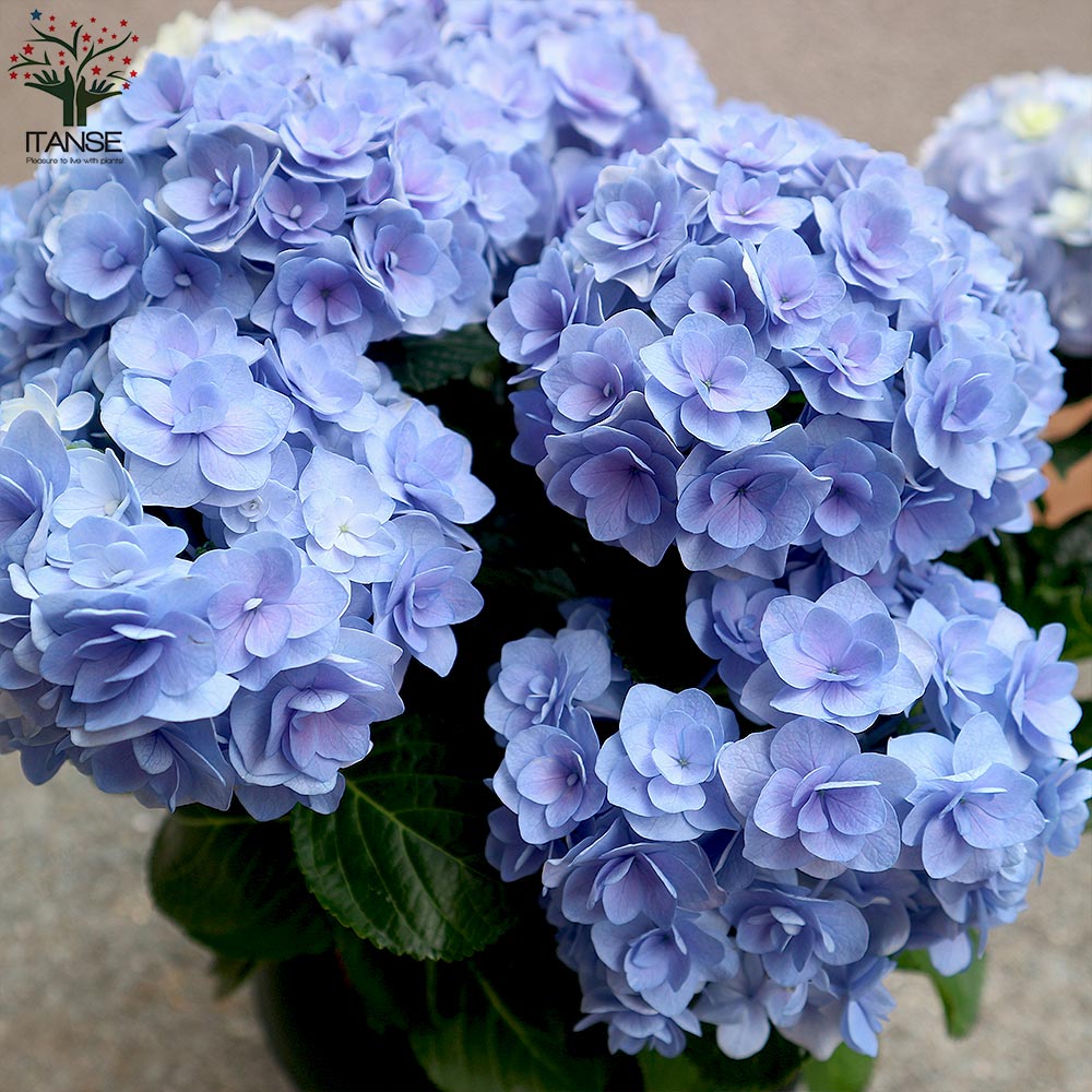 Itanse良品ｾﾚｸﾄ通販