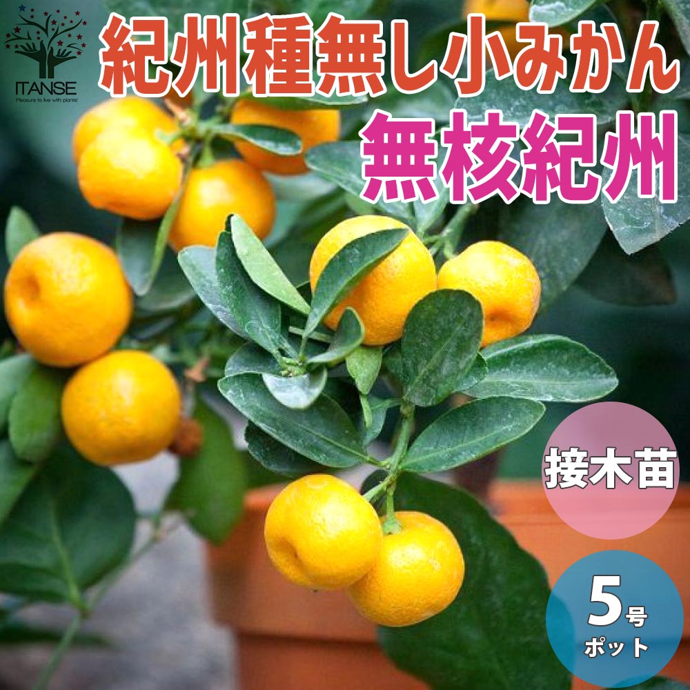 みかんの苗 紀州種無し小みかん(品種：無核紀州)【果樹の苗木 15cm