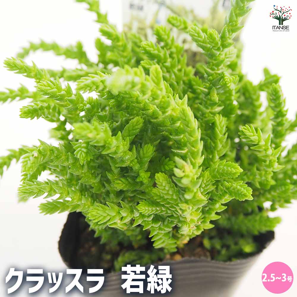 クラッスラ 若緑 【多肉植物 2.5～3号】｜ 【植物のITANSE】全品