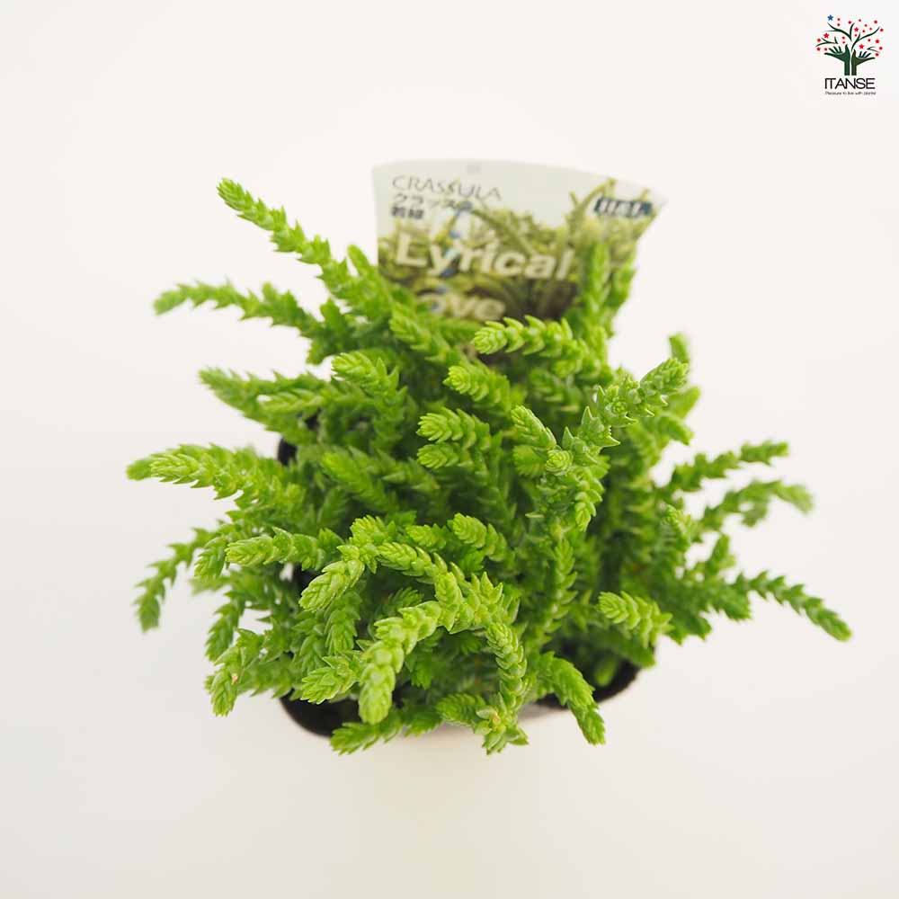 クラッスラ 若緑 【多肉植物 2.5～3号】｜ 【植物のITANSE】全品